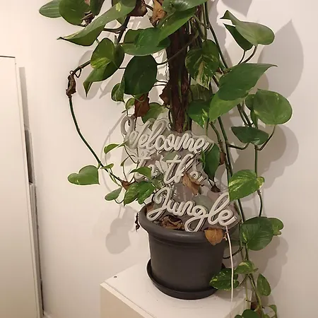 Workation Jungle 4 Personen, Waschmaschine, Zentral, Taunus, Boxspringbetten Appartamento *