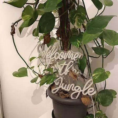 Workation Jungle 4 Personen, Waschmaschine, Zentral, Taunus, Boxspringbetten *